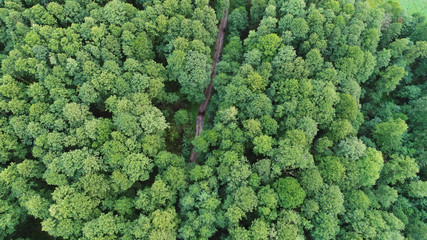 Aerial landscape of forest