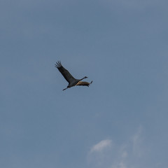 Flying Crane