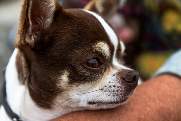 Chihuahua