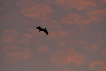 Crane in Sunrise