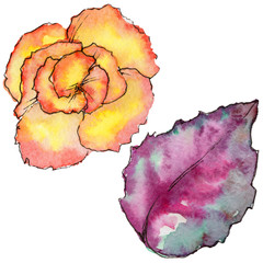 Wildflower begonia flower in a watercolor style isolated. Full name of the plant: begonia. Aquarelle wild flower for background, texture, wrapper pattern, frame or border.