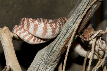 Brown Tree Snake
