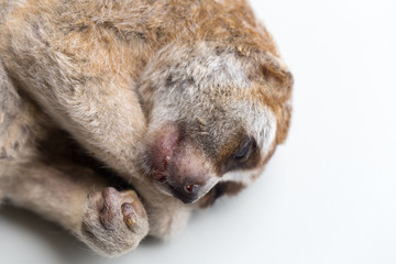 Carcass of a slow loris monkey for education.