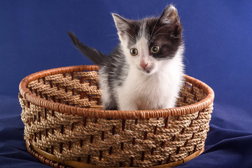 Obraz na płótnie Canvas cute little kitten sitting in a wicker basket on a blue background