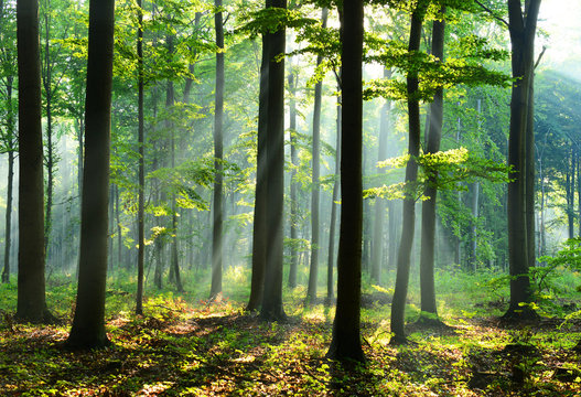 Fototapeta Forest landscape