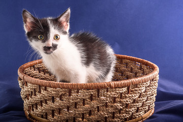 cute little kitten sitting in a wicker basket on a blue background