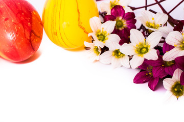 close-up of colorful easter eggs and saxifraga bryoides or mossy saxifrage flowers on white background with copy space. border template, easter greeting and holiday card.