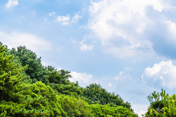 新緑と青空