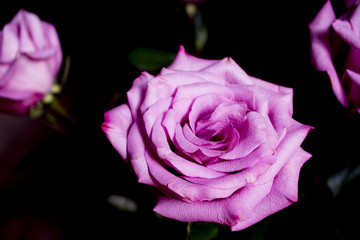 Lilac rose on black background