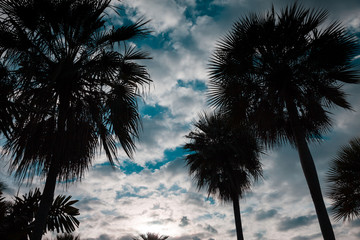 Silhouette of Palm trees near the beach On the day the sky have cloud was dense.