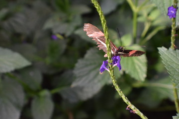 butterfly