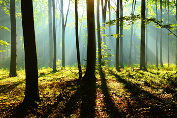 Forest landscape