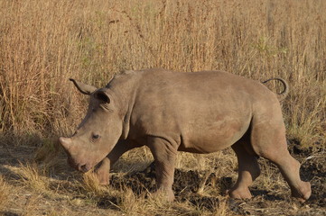 Obraz premium Baby Rhino 