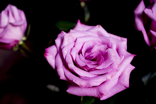 Lilac rose on black background