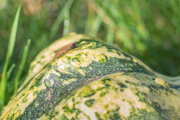 Bernstein-Waldschabe mit Eikapsel/Oothek am Hinterleib krabbelt über einen Kürbis im Gras © photophlox