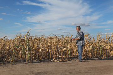 Farmer or agronomist examining corn plants in field after drought using tablet
