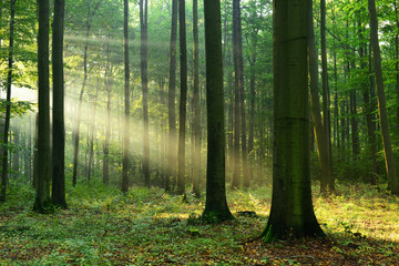 Fototapeta premium Forest landscape