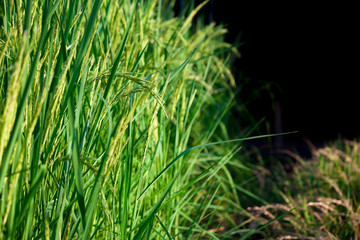 The fields are lush. Of rice growing up in the day ahead.