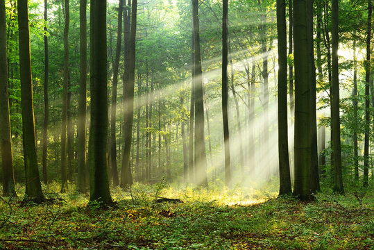 Fototapeta Forest landscape