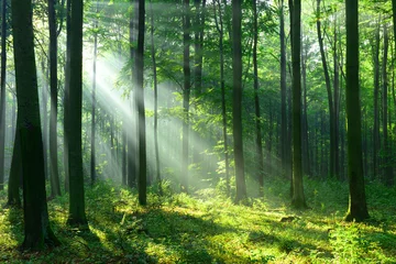 Foto auf Acrylglas Wälder Waldlandschaft