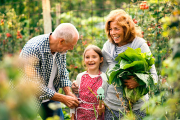 Senior couple with grandaughter gardening in the backyard garden