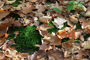 forest in autumn brown leaf trees