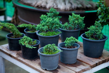Bonsai trees was many sorted on plank wood in pot black 