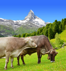 Fototapeta na wymiar Cow grazing in the meadow. In the background of the Matterhorn - Pennine Alps, Switzerland