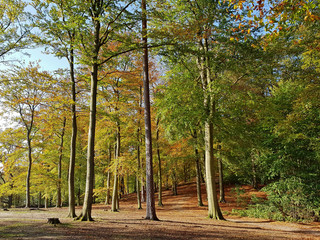 Buchenwald im Herbst im Gegenlicht