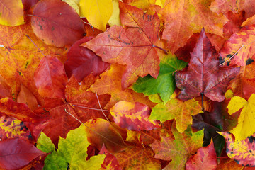 Fototapeta na wymiar Fall leaves background