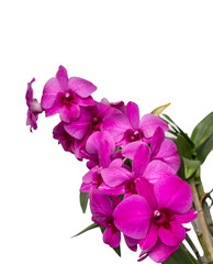 Beautiful purple orchid , Isolated on white background