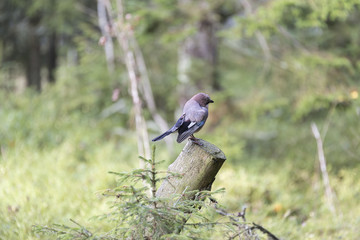Eurasian Jay standing on Log in Forest