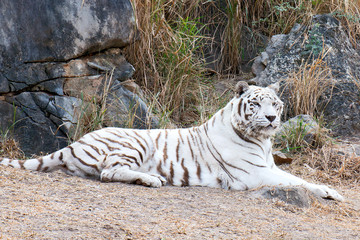 white bengal tiger