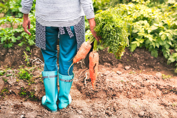 Senior woman gardening in the backyard garden.