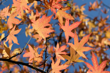 Leaves in a Deep Blue Sky