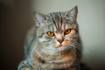 Obraz premium British Shorthair cat with yellow eyes lying on table.