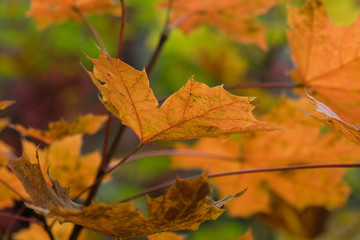 Golden Acorn Leaves 2