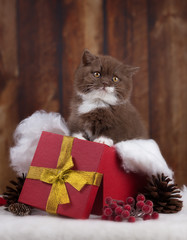 Britisch Kurzhaar Kitten als Geschenk zu Weihnachten - Katze unterm Weihnachtsbaum