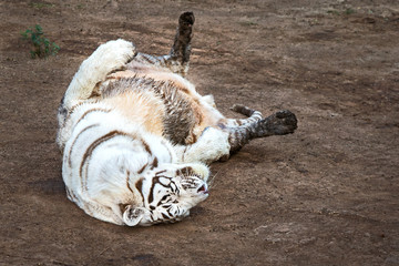 White tiger