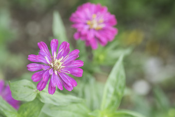 Zinnia pink bloom On blurred background