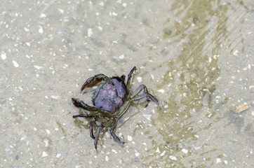 Crab walking on the road with rain