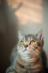 British Shorthair cat with yellow eyes lying on table.