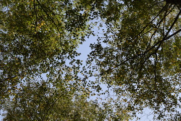Forest autumn background brown leaf trees