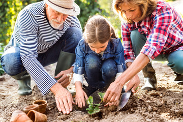 Senior couple with grandaughter gardening in the backyard garden