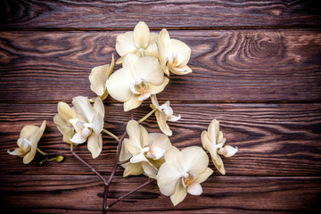 Fototapeta na wymiar Branch of a yellow orchid on a brown wooden background 