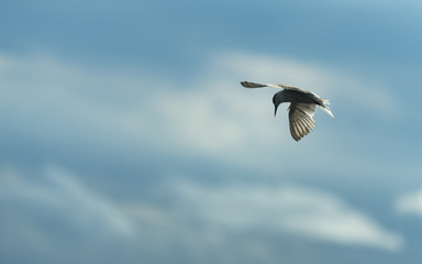 Seagull