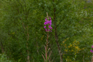Beautiful pink flower in the forest