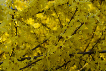 The first flowers in the city garden in early spring.