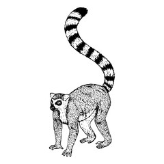 Hand drawn lemur. Vector sketch. © airindizain