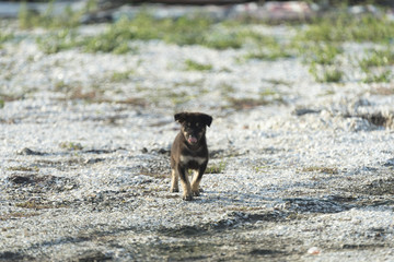 Puppies are running fun.